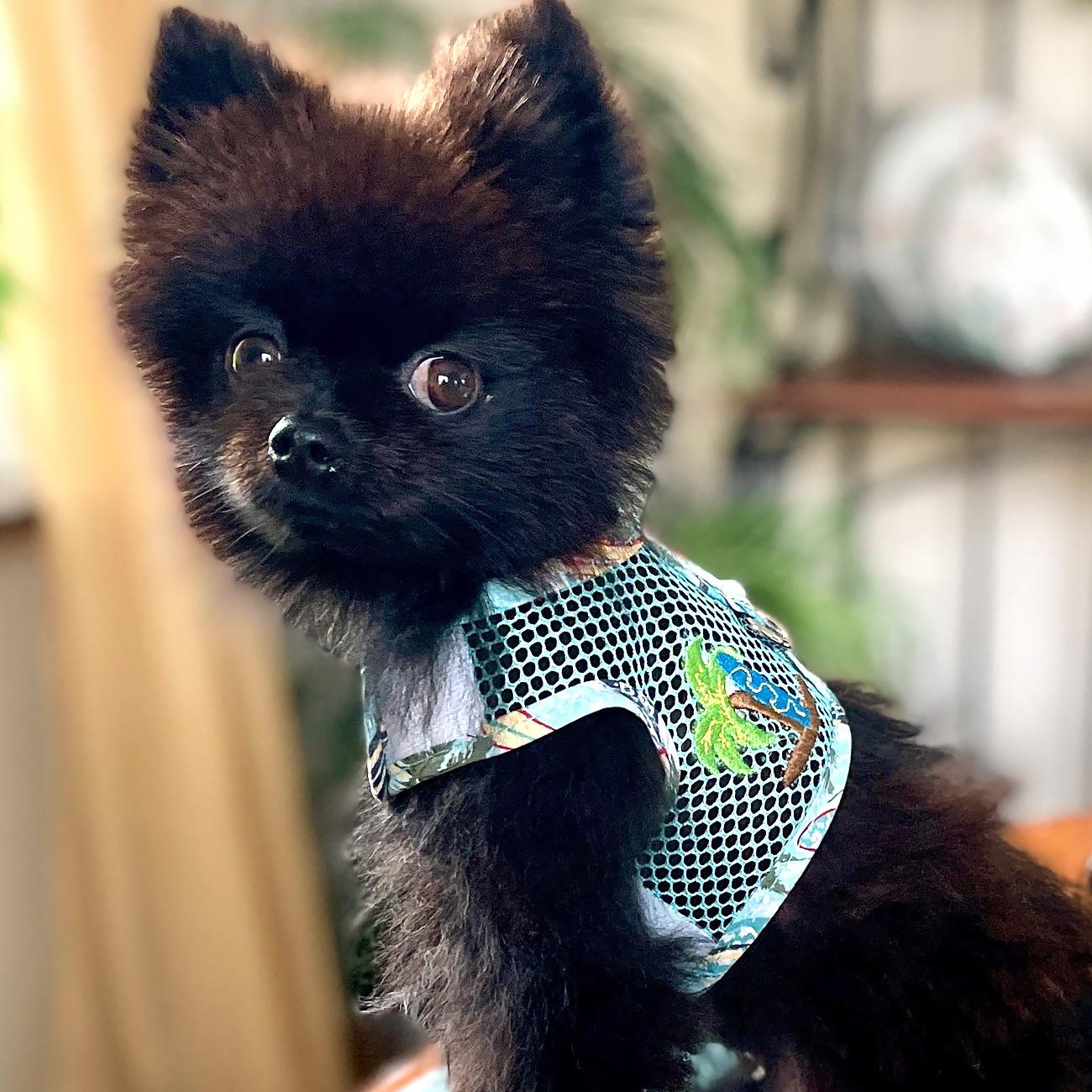 Cool Mesh Dog Harness with Leash - Surfboards and Palms