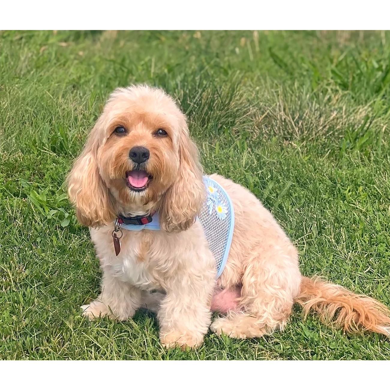 Cool Mesh Dog Harness with Leash - Blue Daisy
